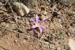花だけの花